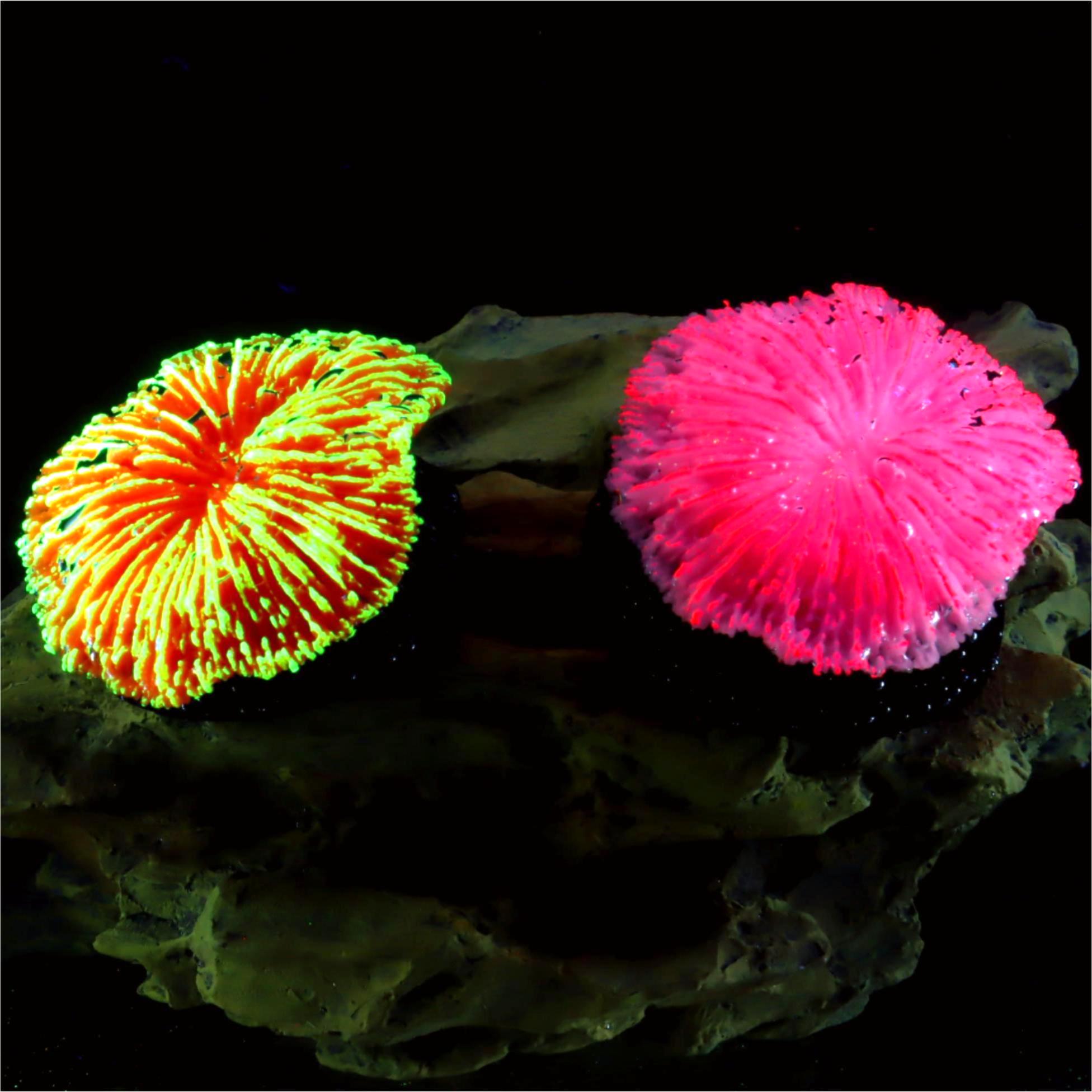 1 Piece Aquarium Decoration Sa - Live Plant Aquarium review and price