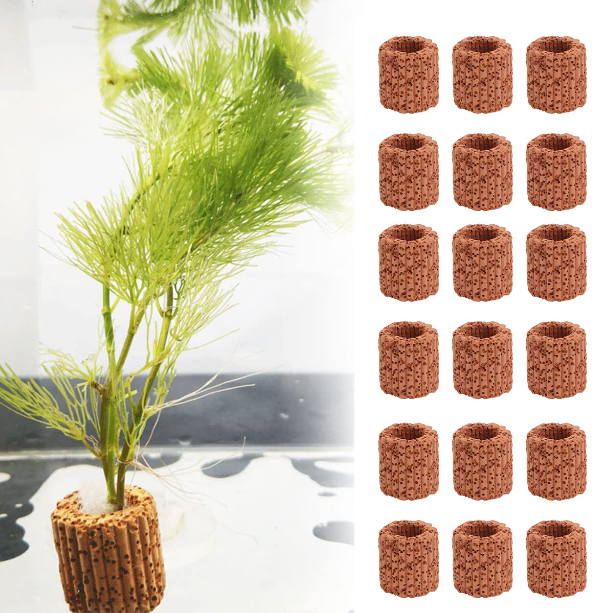 10/20Pcs Aquatic Water Plant F - Aquarium Plants Live review and price