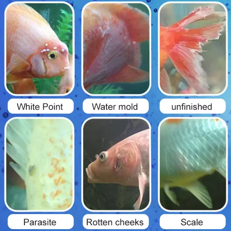 SIKEZHAN Fish Disease Treatmen - Aquarium Liquid Carbon review and price