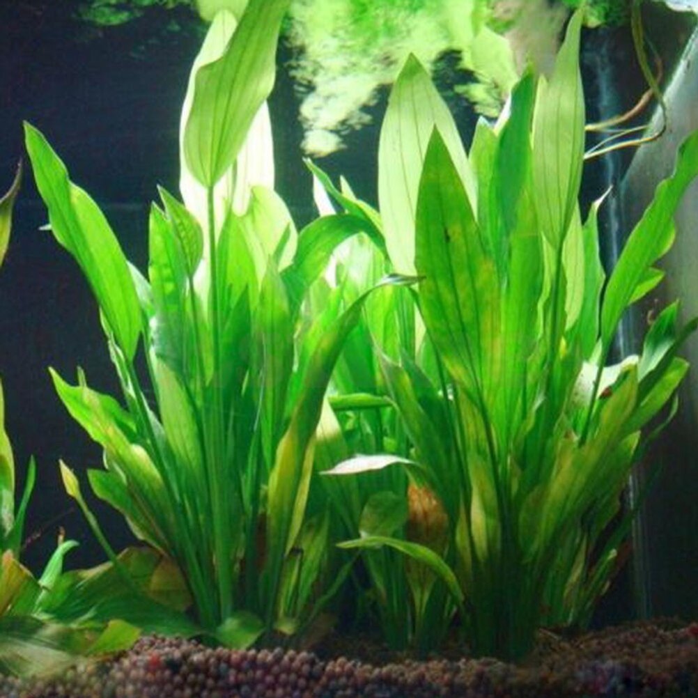15cm Artificial Aquarium Decor - Live Plant Aquarium review and price