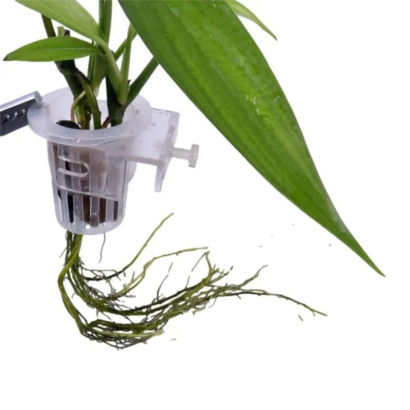 A7THK-2Pcs Transparent Hanging - Aquarium Plant Holder review and price