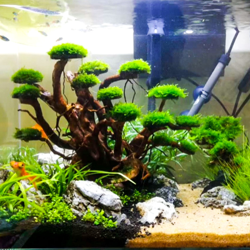 Aquarium Landscaping Moss Tree - Aquarium Moss review and price
