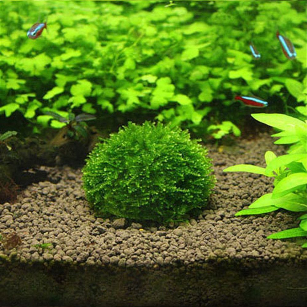 New Plastic Suspension Moss Do - Aquarium Plants Live review and price
