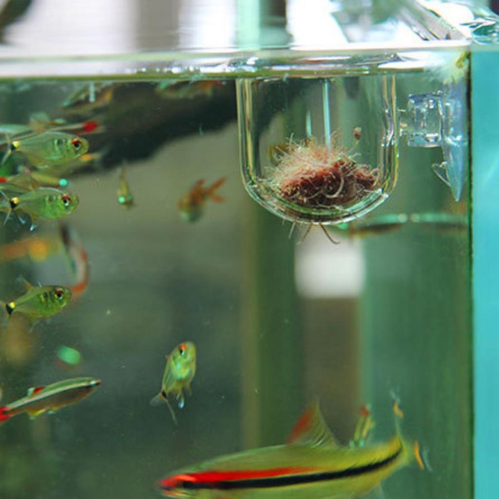 Fish Feeding Basket Glass Aqua - Live Plant Aquarium review and price